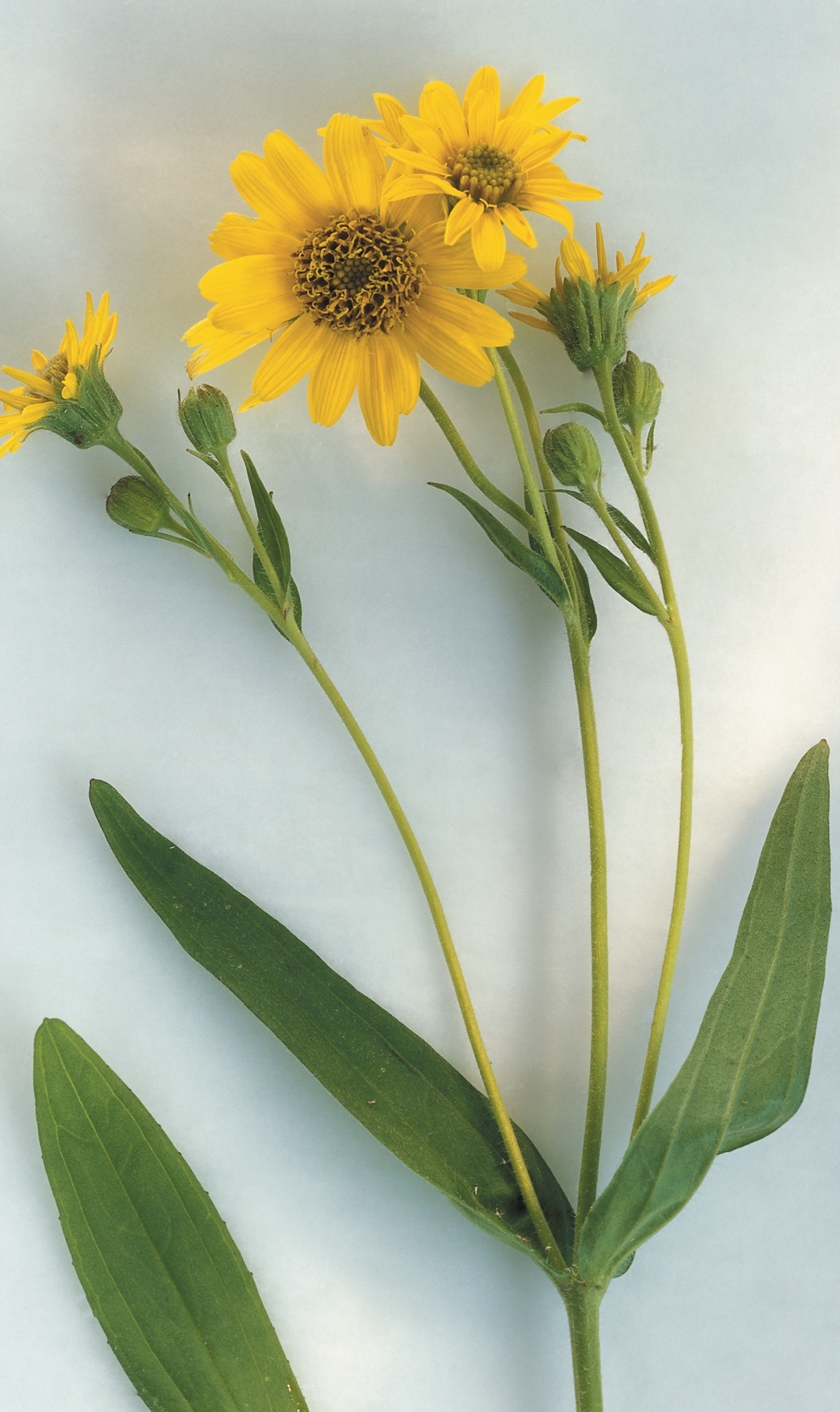 Revealing the secret of Arnica Flower Boiron Asia